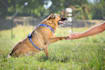 do your pet photo retouching and pet portrait editing in photoshop professional