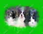 draw amazing watercolor portrait your family photo and pets
