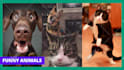 create funny viral cat dog animal pet videos compilation for youtube or facebook