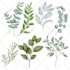 make any digital watercolor floral and greenery illustration