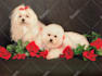 do your pet photo retouching and pet portrait editing in photoshop professional