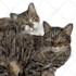 create a stunning vector pet illustration from your photo