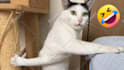 create funny viral cat dog animal pet videos compilation for youtube or facebook