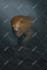 create atmospheric environment art, horror scenes, fantasy