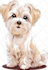 draw your dog and cat into cartoon portrait