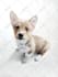 draw realistic color pencil pet portrait, pet sketch