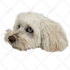 create a stunning vector pet illustration from your photo