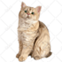 draw your dog and cat into cartoon portrait