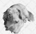 draw sketch pencil anything from your photo only one day