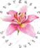 design professional watercolor hand made logo for you