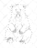 design animal dot to dot pages and connect the dots for kid activity pages