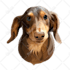 create a stunning vector pet illustration from your photo