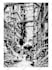 draw black and white detailed line art vector illustration
