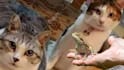 create funny viral cat dog animal pet videos compilation for youtube or facebook