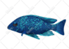 draw vector illustration modern unique fish design