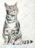 draw realistic color pencil pet portrait, pet sketch