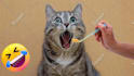 create funny viral cat dog animal pet videos compilation for youtube or facebook