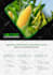 design an amazing business flyer, one pager, marketing material