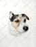 draw realistic color pencil pet portrait, pet sketch