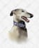 create enchanting watercolor cartoon portraits of your pet