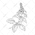 draw vector botanical illustrations of plants, fruits