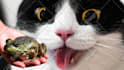 create funny viral cat dog animal pet videos compilation for youtube or facebook