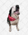 create enchanting watercolor cartoon portraits of your pet