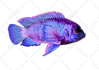 draw vector illustration modern unique fish design