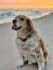 do your pet photo retouching and pet portrait editing in photoshop professional
