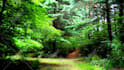 create meditation, relaxing, yoga, spa, nature, raining music video