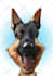 draw caricatures from your photo