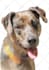 draw a colorful  portrait of your pet