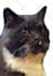 draw a colorful  portrait of your pet