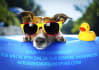 display your text on swim ring with my cute dog