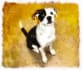 paint your pet photo in an awesome watercolor painting