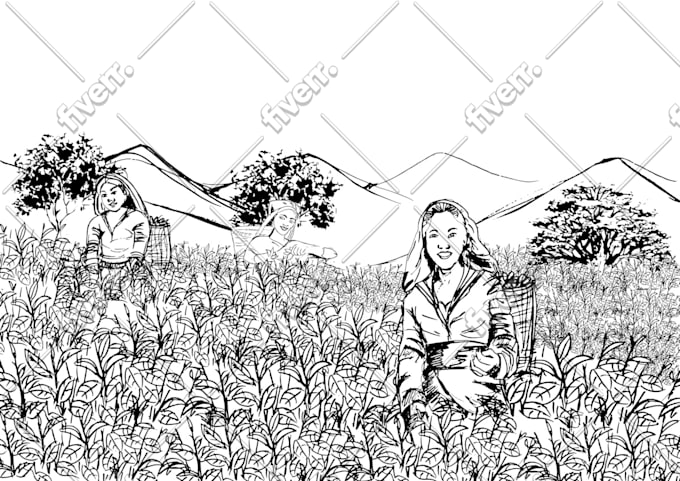Hand Drawing Line Drawing Or Pencil Sketch In My Style By