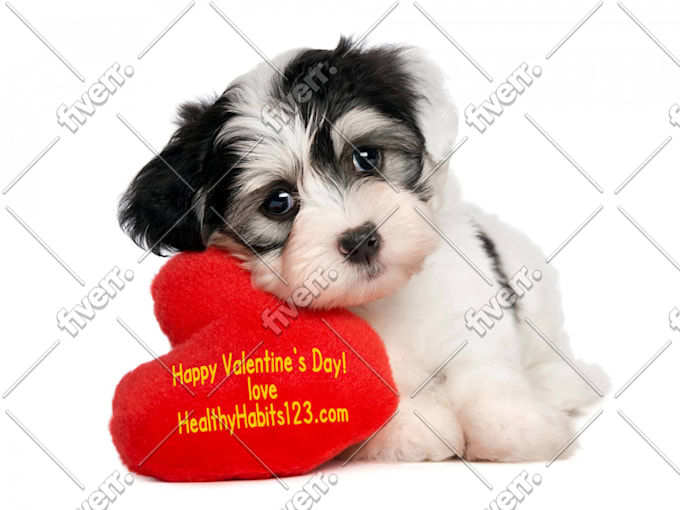 valentines day puppies