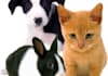 post your article on my Pets blog sites PR2