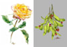 draw plant, botanical illustration