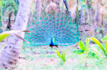 edit your image and make it wow experience