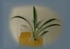 mail you a healthy Spider Plant