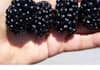 mail you GIGANTIC Blackberry Seeds
