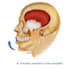 do all medical, dental and scientific illustrations for you