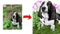 draw your pets photo for poster and custom case