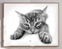 do custom pet portrait, dog portrait, cat portrait drawing