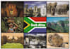 send a south african postcard to anyone you want