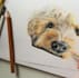draw the best realistic pencil pet portrait drawing