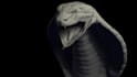 create 3d  character modeling, rigging, and 3d animation