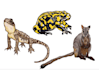 hand drawn wildlife vector animal illustration