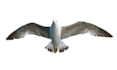 do complex photo editing and background removal professionally
